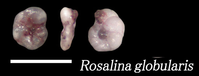 Rosalina globularis